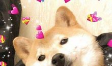 我的心爱之物是小狗