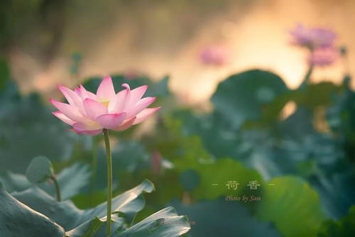 不要错过生活的美丽