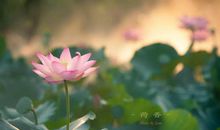 不错过生命的美丽