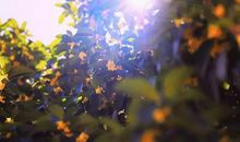 屋前月桂花清浅