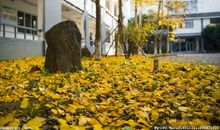 校园一角的风景