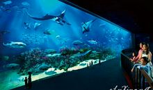 参观海洋馆