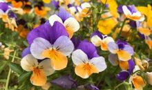 我喜欢的一种花