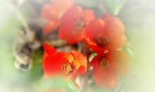 一抹美好的记忆