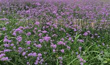 又见桑葚树真好