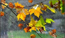 秋天的那场雨