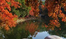 致绚丽多彩的秋