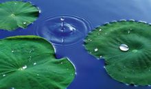 大自然的交响曲