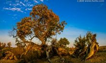 饱经风霜的大树