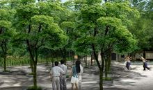 美丽的树阵广场