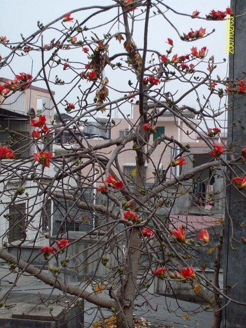 学校木棉树