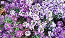 蒲公英拨动了我的心弦