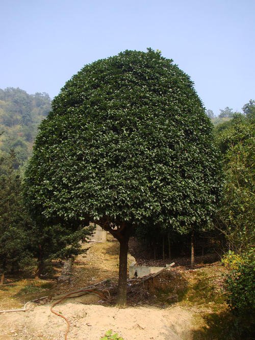 桂花树下的世界