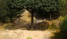 桂花树下的世界