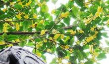 开花的桂树让我不再孤单