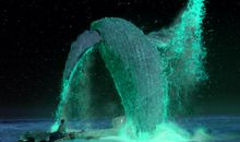 少年派的奇幻之旅观后感