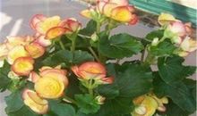 我的植物朋友海棠花