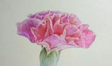 送你一支康乃馨