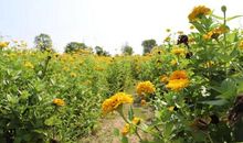 留一抹秋阳在心中