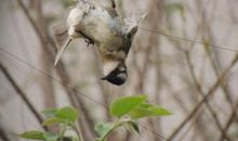 假如我是一只平凡的小鸟