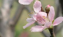 一朵遗世独立的花