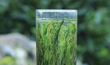 关于绿茶的作文