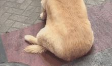 母狗带给我的感动