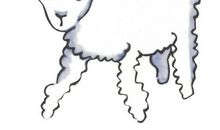 我有个“绵羊”朋友