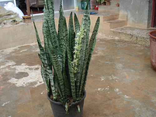 我的植物朋友Tiger Piran