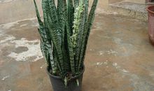 我的植物朋友虎皮兰