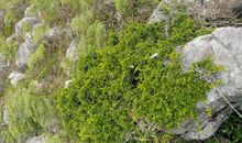 生长在石缝里的植物