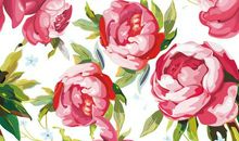 最晚开放的玫瑰花