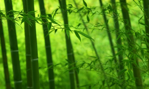 在旅途中传播青春的绿色，600字的叙事作品
