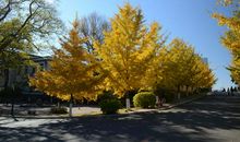 校园的银杏树作文