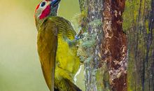 啄木鸟的森林超市