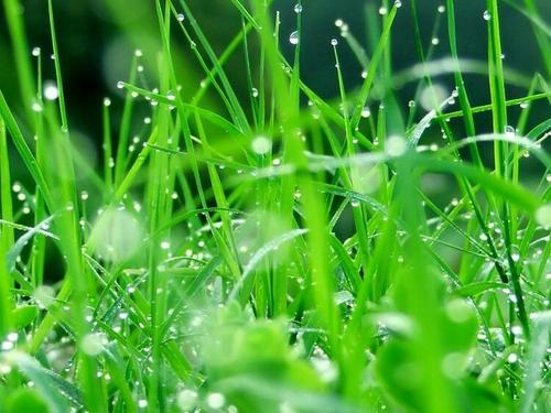 爱如春雨