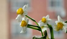 两块面包水仙花议论文