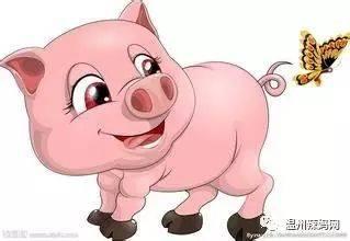 不喜欢学习的小猪