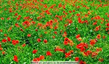 我在大自然中看太阳