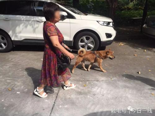 在社区面前的小黄狗