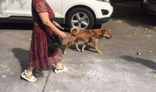 小区门前的小黄狗