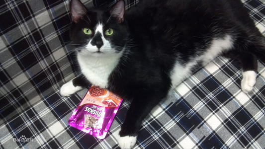 小猫吉祥