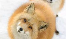 冬天小动物们都去哪儿了