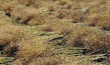 我家乡的菜籽地