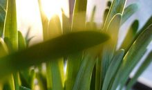 两块面包水仙花