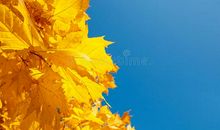 又到秋叶泛黄时