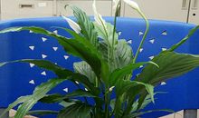 “白掌”根中的小金鱼