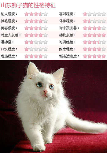 看完猫狗之间