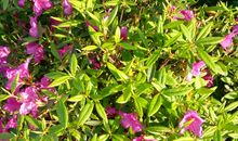 多姿多彩的春天