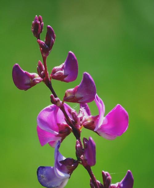 小扁豆花